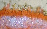 Inocybe ionocephala image