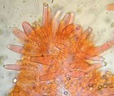 Inocybe ionocephala image