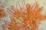 Inocybe ionocephala image