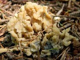 Clavulina coralloides image