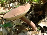 Austroboletus gracilis image