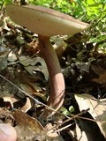 Austroboletus gracilis image