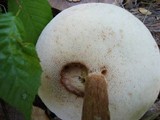 Austroboletus gracilis image