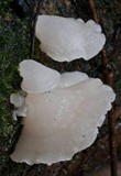 Favolaschia pustulosa image