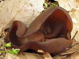 Peziza phyllogena image