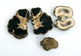 Scleroderma polyrhizum image