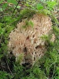 Ramaria velocimutans image