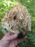 Ramaria velocimutans image