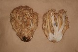 Ramaria velocimutans image