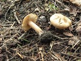 Inocybe leiocephala image