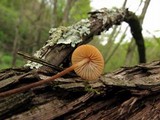 Rhizomarasmius pyrrhocephalus image