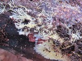 Xenasmatella vaga image