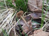 Entoloma vernum image