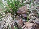 Entoloma vernum image