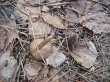Entoloma vernum image