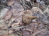 Entoloma vernum image