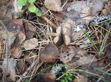 Entoloma vernum image