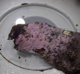 Tulasnella violea image