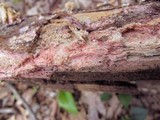 Tulasnella violea image