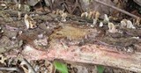 Tulasnella violea image