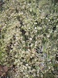 Cladonia carneola image