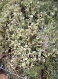 Cladonia carneola image