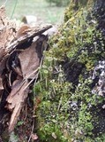 Cladonia carneola image