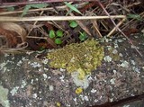 Melanohalea olivacea image