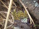 Melanohalea olivacea image