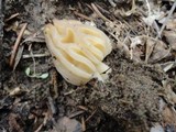 Morchella punctipes image
