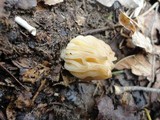 Morchella punctipes image
