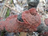 Phlebia radiata image