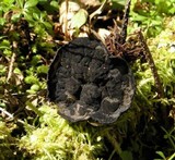Plectania milleri image