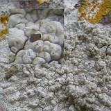 Pertusaria lactea image
