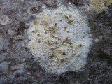 Caloplaca lactea image