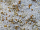Caloplaca lactea image