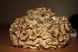 Polyporus umbellatus image