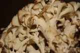 Polyporus umbellatus image