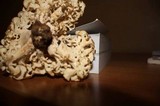 Polyporus umbellatus image