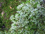 Phaeophyscia rubropulchra image