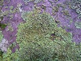 Phaeophyscia rubropulchra image