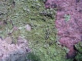 Phaeophyscia rubropulchra image