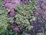 Phaeophyscia rubropulchra image