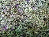 Phaeophyscia rubropulchra image