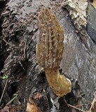 Morchella importuna image