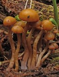 Kuehneromyces vernalis image