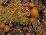 Kuehneromyces vernalis image