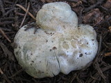 Hygrophorus caeruleus image