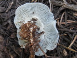 Hygrophorus caeruleus image