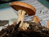 Clitocybe albirhiza image